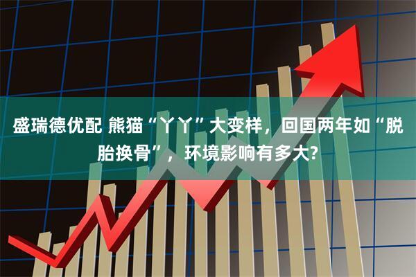 盛瑞德优配 熊猫“丫丫”大变样，回国两年如“脱胎换骨”，环境影响有多大?